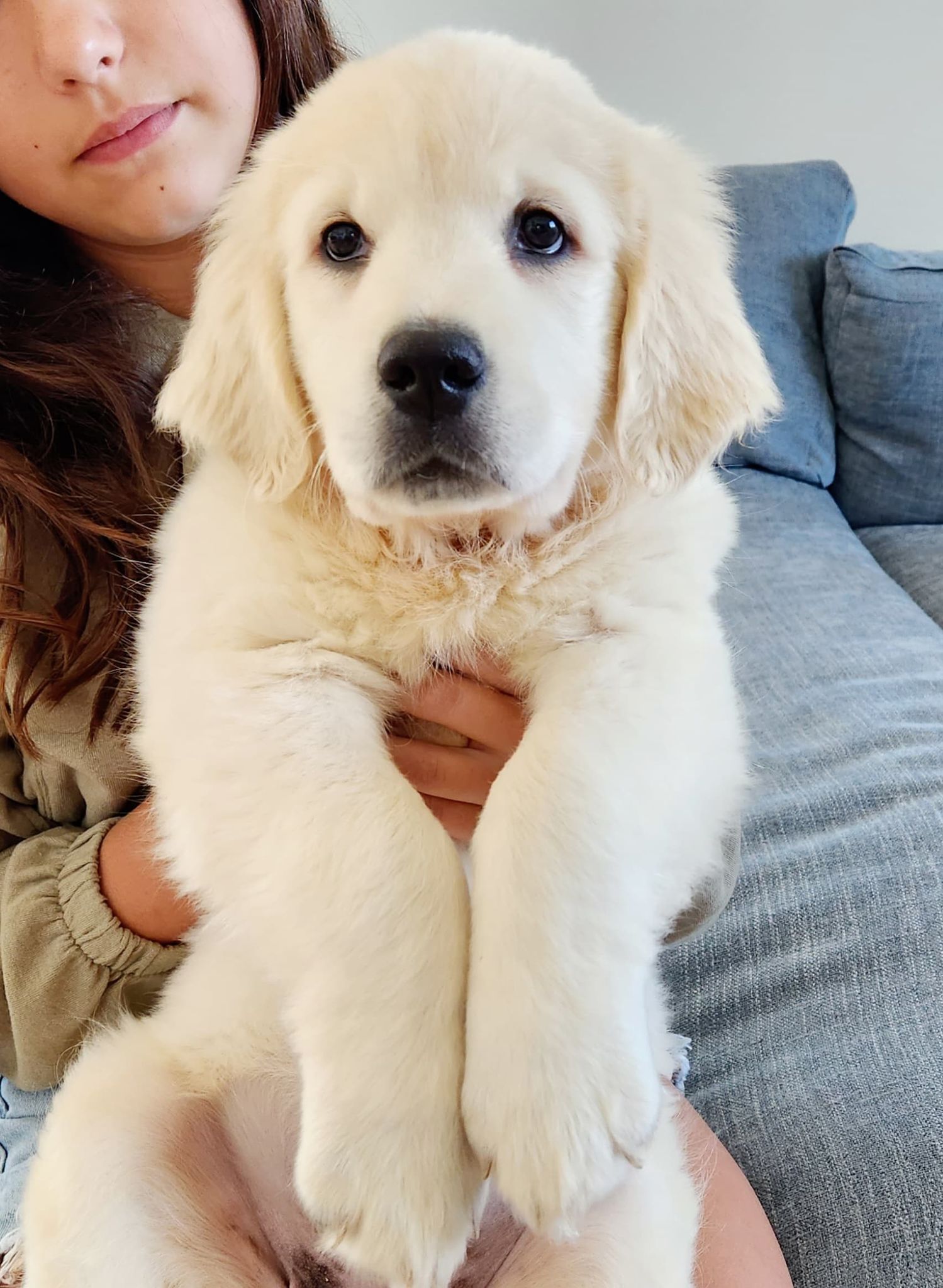 Current Litters ⋆ Texas Rose English Goldens | Texas Based English ...